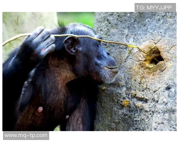 猩猩篮球明星的传奇之路与动物运动员的梦想启航